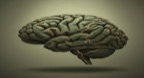 Chức năng nhận thức MBTI: Giải mã bản đồ tư duy độc đáo của bạn